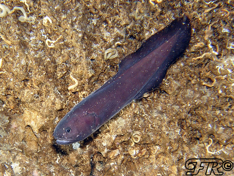 Grammonus ater (Risso, 1810) - Pesce in una Grotta